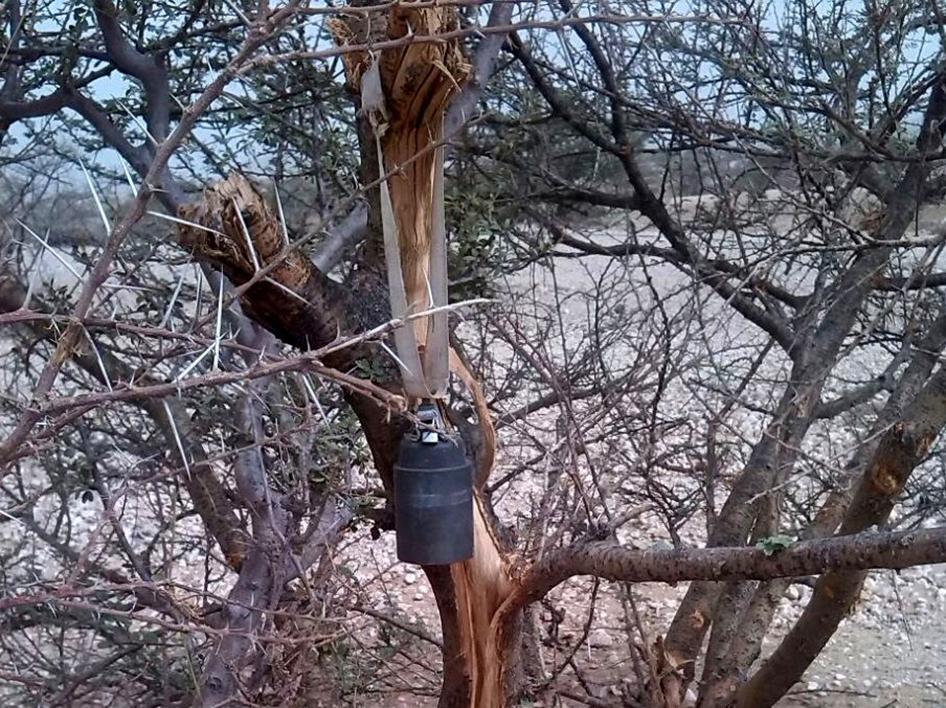 Unexploded US-supplied M77 submunition hanging from a tree near Malus village, northern Yemen, after a cluster munition attack on June 7, 2015.